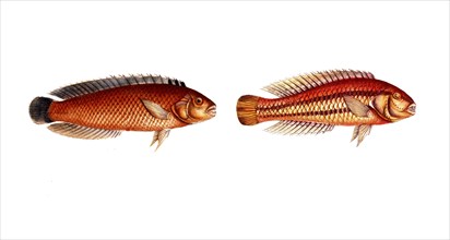 Fish, fish, genus of wrasses, Labrus macrolepidotus, great sealed wrasse and genus of wrasses,