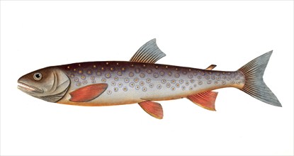 Fish, Fish, Salmon family, Salmo salvelinus, the char, the Salveling, Historical, digitally