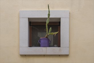 Flower pot with a cactus in a small window, Polignano a Mare, Adriatic Sea, Apulia, Italy, Europe