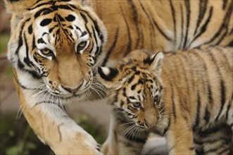 A tiger and its young walking together, the tiger seems protective, Siberian tiger (Panthera tigris