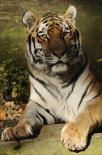 Close-up of a sitting tiger, alert and relaxed in a natural environment, Siberian tiger (Panthera