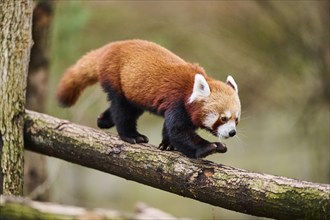 Red panda (Ailurus fulgens) walking on a branch, Germany, Europe