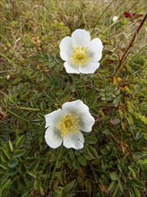 Burnet rose (Rosa spinosissima), two blossoms, flowering amongst the sand dunes, in autumn, on the