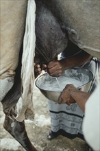 Milking a dromedary cow (Camelus dromedarius), Dhofar, Oman, Dhofar, Oman, Asia