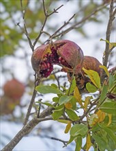 Pomegranate tree or grenadine (Punica granatum), Apulia, Italy, Europe