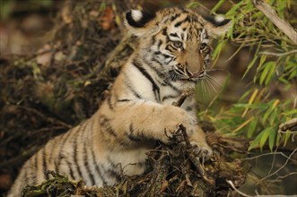 Playful tiger cub on a branch in the forest, Siberian tiger (Panthera tigris altaica), captive,