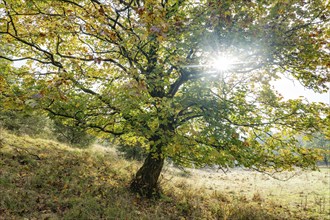 Mountain maple (Acer pseudoplatanus) in autumn with colourful leaves, backlit with sun star,