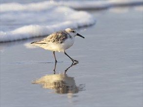 Sanderling (Calidris alba), walking along the beach at low tide in autumn, island of Texel, Holland