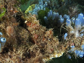 Diverse underwater landscape with camouflaged fish, Papuan scorpionfish (Scorpaenopsis papuensis),