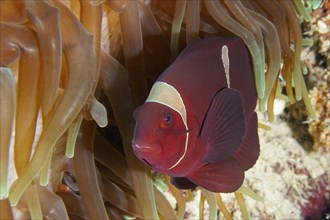 Red velvet anemonefish, spiny anemonefish (Amphiprion biaculeatus) in a sea anemone, dive site