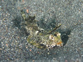 A finger lyrefish, giant lyrefish (Dactylopus dactylopus) with camouflage, embedded in the sandy