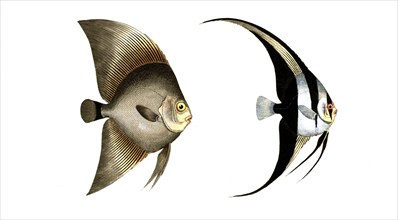 Fish, fishes, left: Genus butterflyfish, butterflyfish, Chaetodon vespertilio, the broadfin. right: