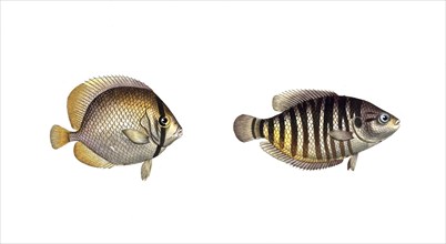 Fish, fishes, left: Genus butterflyfish, Chaetodon kleinii, the Klein's Chetodon. right: Genus