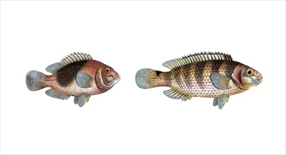 Fish, fish, left: Genus of fish from the snapper family Lutjanus ephippium, The Saddle. right: