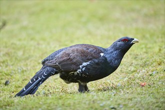 Western capercaillie (Tetrao urogallus) male (cock) standing on the ground at the edge of a foest,