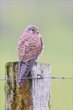 Kestrel (Falco tinnunculus), young male, sitting on a pasture fence, wildlife, bird of prey,