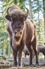 European bison (Bison bonasus) in a forest in spring, Bavarian Forest, Germany, Europe