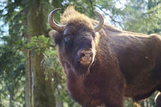 European bison (Bison bonasus) portrait in a forest in spring, Bavarian Forest, Germany, Europe