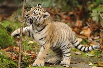 A tiger cub playing lively in an autumn forest, Siberian tiger (Panthera tigris altaica), captive,