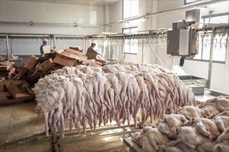 Production of salted ducks in the Nan Jing Ying Tao Yo Co. Ltd. factory, for consumption in