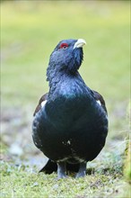 Western capercaillie (Tetrao urogallus) male (cock) standing on the ground at the edge of a foest,