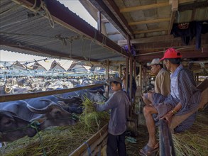 Wholesale market with water buffaloes, men at feeding station, Tana Toraja, Sulawesi, Indonesia,