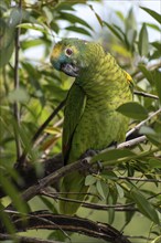 Free-living blue-fronted amazon (Amazona aestiva) in a public park in Buenos Aires, Argentina,