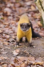 Yellow-throated marten (Martes flavigula) on the ground, Germany, Europe