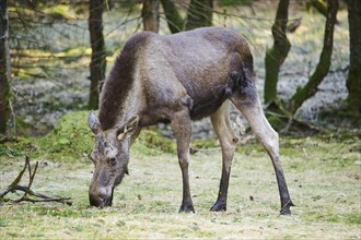 Elk (Alces alces) standing on a meadow on the edge of a forest, Bavaria, Germany, Europe