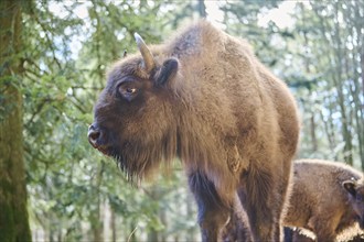 European bison (Bison bonasus) in a forest in spring, Bavarian Forest, Germany, Europe