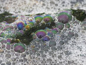 Colorful patterns of bubbles on the beach, caused by the wind blowing the sea spray inland, where