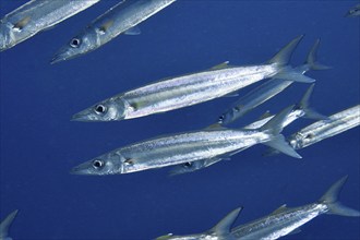 A school of silver bigeye barracudas (Sphyraena forsteri) swimming in blue water, dive site