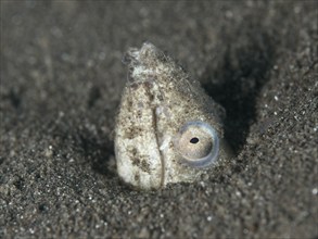 A sand snake eel (Ophichthus altipennis) partially hiding in the sand, dive site House Reef,