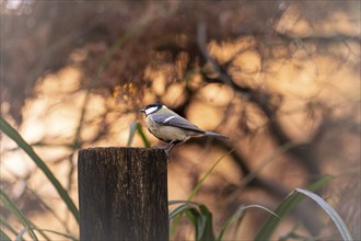 Great tit (Parus major) sitting on a wooden post, eating, feeding place, grains in beak, background