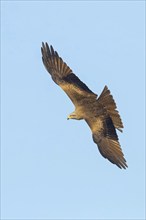 Black Kite, (Milvus migrans), flight photo, blue sky, Nussloch, Baden-Württemberg, Germany, Europe