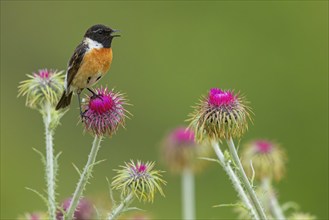 Stonechat, (Saxicola torquata), foraging, male, Eich, Rhineland-Palatinate, Germany, Europe