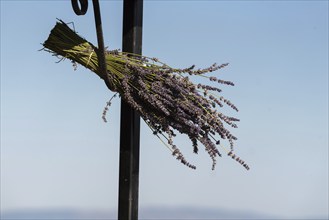 Bouquet of lavender (Lavandula angustifolia) at a stall, Plateau de Valensole, Département