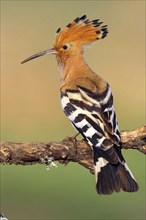 Hoopoe, (Upupa epops), on perch, hoopoe family, formerly raptors, Hides de El Taray / Lesser Kestr,