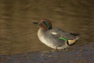 Common teal (Anas crecca) adult male bird on the edge of a lake, England, United Kingdom, Europe