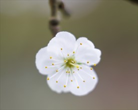 Blossom plum tree, Germany, Europe