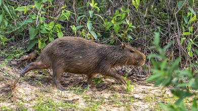 Capybara (Hydrochoerus hydrochaeris), Corixo do Cerrado, Pantanal, Brazil, South America