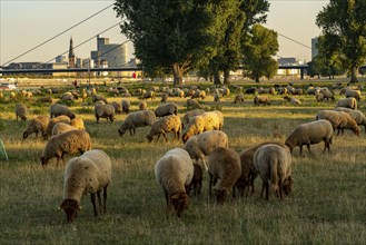 Skyline of Düsseldorf on the Rhine, flock of sheep on the Rhine meadows, near Oberkassel,