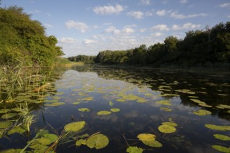 Alluvial forest, water, bank, reeds, pond lilies, leaves, Lower Austria