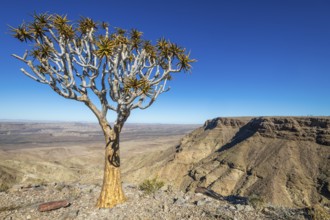 Quiver tree (Aloe dichotoma) at the edge of the Fish River Canyon at sunset, Fish River Gorge,