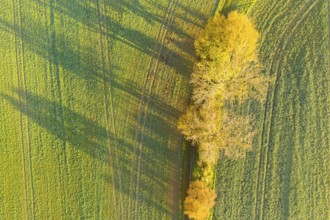 Aerial view of a row of trees with autumn leaves casting shadows on path and field, Käbschütztal,