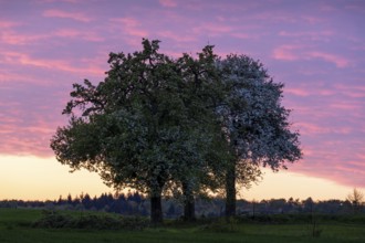 Three white blossoming fruit trees in a meadow in spring. Clouds and sunset, brightly coloured sky.