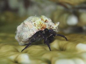 Black hermit crab (Dardanus) with colourful shell on a net fire coral, dive site House Reef,