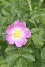 Dog rose (Rosa canina), wild rose, rose hip, blossom, Wilnsdorf, North Rhine-Westphalia, Germany,