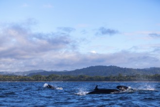 Pilot whales (Globicephala), Osa Peninsula, Puentarenas, Pacific Ocean, Costa Rica, Central America