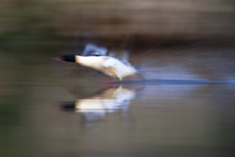 Goosander (Mergus merganser), drake at take-off from the water, tow, wiping effect, Middle Elbe